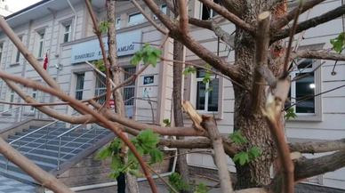 Ağaçlara Sahip Çıkma Çağrısı