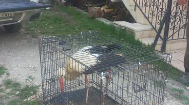 Bolu'da yaralı bulunan leylek tedaviye alındı