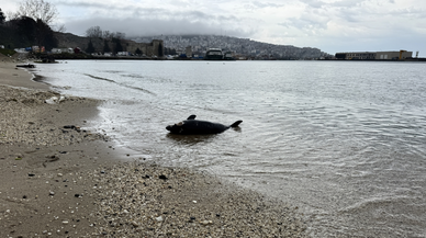 Sinop'ta ölü yunus kıyıya vurdu