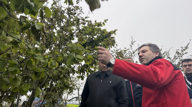 Tarım ve Orman Bakan Yardımcısı Bağcı, zirai dondan etkilenen fındık bahçelerini inceledi: