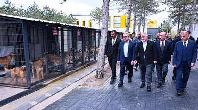 Çorum’da Sokak Hayvanları İçin Başlayan Çalışma, Bakanlığın Radarında