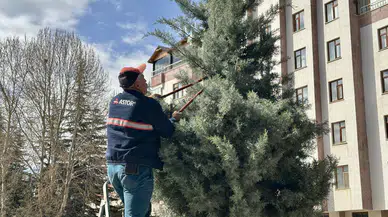İskilip’te Ağaçlar Budanıyor