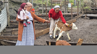 Artvinli besiciye dördüz buzağı sürprizi