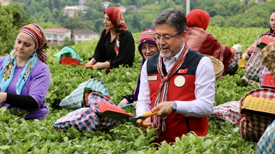 Tarım ve Orman Bakanı Yumaklı, Rize'de çay hasadına katıldı: