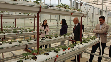 Kaymakam Yıldırım, Tıbbi Aromatik Bitki Serasını İnceledi