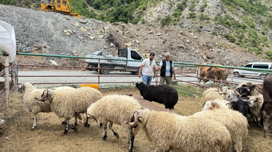 Artvin'deki hayvan pazarında kurbanlıklar alıcılarını bekliyor