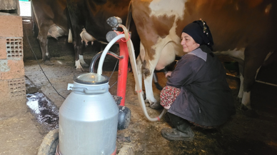 Üç buzağıyla başladı, çiftçi kredisiyle hayvan sayısını 28'e çıkardı