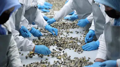 Türkiye, 2023'ün Birinci 8 Ayında Deniz Salyangozu İhracatından 11.6 Milyon Dolar Kazandı