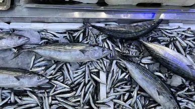 Balık Tezgahlarında Hafta Sonu Bereketi