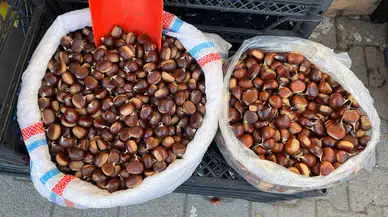 Ekim Ayı Geldi, Sinop Kestanesi Tezgahta Yerini Aldı! Kilosu 250 Lira