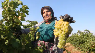 Hatay’da Sıcaklar Rekolteyi Düşürdü! Üzümün Market Fiyatı Tarla Fiyatının Üç Katı
