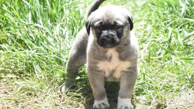Kangal Köpeklerinin Davranışları Yapay Zeka ile İnceleniyor