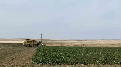 Konya Kulu’da Pancar Hasadı Başladı! Hedef: 77 Bin Ton