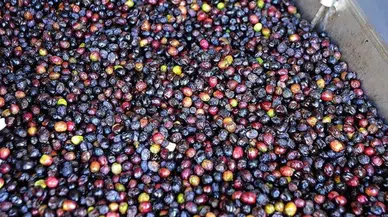Türkiye'nin Sofralık Zeytin İhracatı 184,5 Milyon Doları Buldu