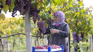 Üretici Memnun! Sakarya'da Üzüm Hasadı Başladı