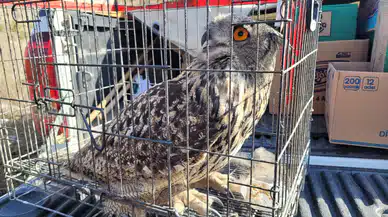 Amasya'da Tedavisi Tamamlanan Puhu Doğaya Bırakıldı