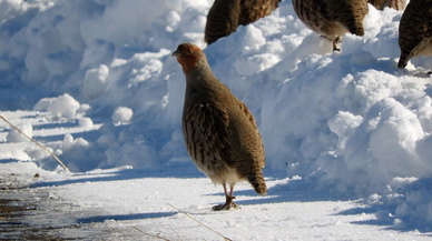 Erzurum'da Çil Keklikler Karlar Üzerinde Yiyecek Ararken Görüntülendi