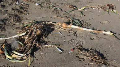 Sinop'ta Koruma Altındaki Yüzlerce Kum Zambağı Fırtınada Zarar Gördü