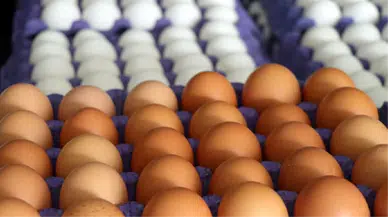 Yaptıkları Yanlarına Kar Kalmadı! Yumurta Üreticilerine Ceza Yağdı