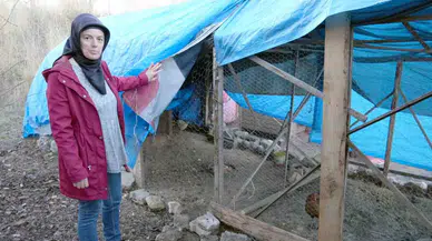 40 Tavuğu Telef Eden Sokak Köpekleri, 3 Yıldır Emek Veren Bayanın Hayallerini Kararttı