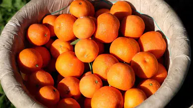 Adana’da Mandalina Yüz Güldürüyor