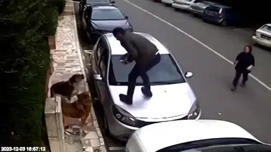 Ataşehir’de Vatandaşlar, Köpek Ataklarından Araçların Üzerine Çıkarak Kurtuldular