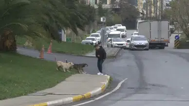 Bağcılar’da Başıboş Gezen Köpekler 1 Kişiyi Isırdı, 3 Kişi İse Son Anda Kurtuldu