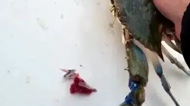 Balıkçıların Endişeli Düşü Ağlara Takıldı