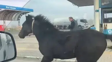 Bursa Caddelerinde Başıboş Tay Adeta Araçlarla Yarıştı
