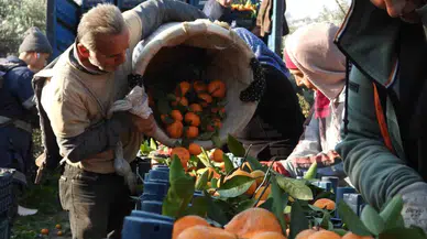 Depremzede Mandalina Üreticisine Hatay Valisi’nden Takviye