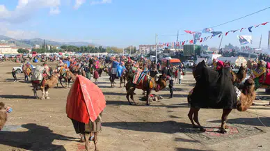 Deve Güreşlerine İştirak Ağır Oldu