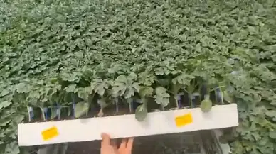 Dolandırıcının Hesap Oyunu Pes Dedirtti