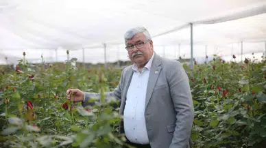 Gül Kazandırdı, Üretici Çoğaldı