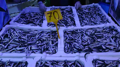 Hamsi Avı Düşüşe Geçti, Fiyatı İkiye Katlandı