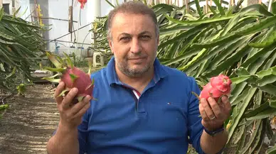 İnternette Gördüğü Ejder Meyvesinin Üreticisi Oldu