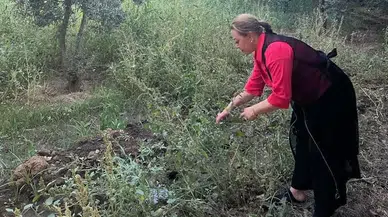 Kantaron Bitkisi Binbir Kedere Deva