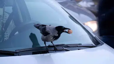 Kargaların Ceviz Merakıyla Baş Edemeyen Esnaf, Tahlili Günde 1 Kilo Ceviz Bırakmakta Buldu