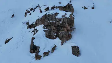 Karla Kaplanan Munzur Dağlarında Sürü Halindeki Yaban Keçileri Havadan Görüntülendi