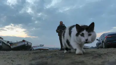 Kedinin Dronla Oyunu, Tekraren Pati Attı