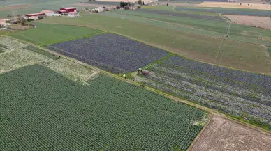 Kışlık 500 Bin Ton Zerzevat Üreten Samsun, Karnabaharda da Türkiye 1’inciliğine Yükseldi