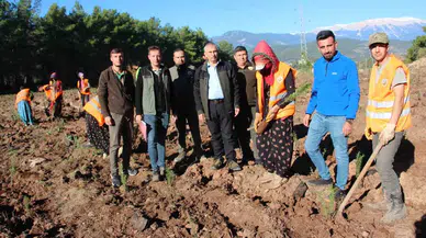 Kumluca’ya 50 Dönümlük Alanda İkinci Bal Ormanı