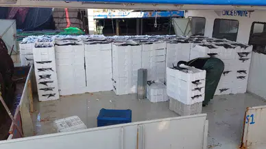 Marmara Denizi’ne Ağ Atan Balıkçılar, Yaklaşık 30 Ton Torik Balığı Avladılar