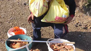 Mevsiminde Topladığı Mantarları Satarak Ayda Yaklaşık 90 Bin Lira Kazanıyor