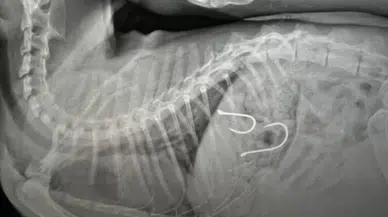 Midesine Olta İğneleri Saplanan Kedi Hayata Tutundu