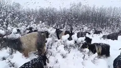 Muş’ta Kar Yağışına Hazırlıksız Yakalanan Besiciler Sıkıntı Anlar Yaşadı