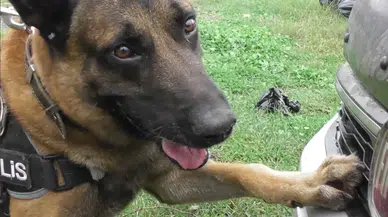 Narkotik Köpeği "Poyraz" Ayın Birincisi Seçildi