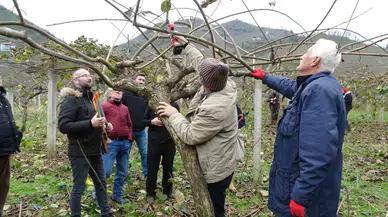 Ordu’da Vatandaşlara ‘Kivi Budama’ Eğitimi