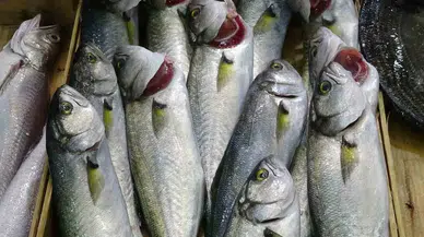 (Özel) Denizlerin Prensi Lüfer Tezgahlarda Azaldı, Kilosu 750 Liraya Çıktı