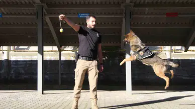 Polisin En Büyük Destekçisi Dedektör Köpekler