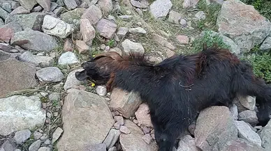 Sarsıntıda Telef Olan Hayvanlarının Yerine Aldığı Hayvanları Kurt Akınıyla Telef Oldu
